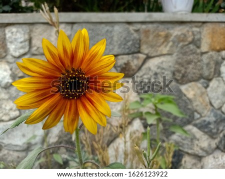 This is a picture of a fully grown Sunflower.