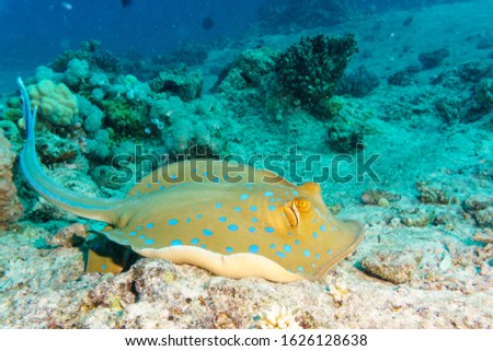 Blue-spotted Stingray on a coral reef. Indian ocean.