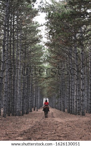 A rider on a horse rides along a forest road surrounded by tall pine trees. Symmetrical Crimean pines on both sides of the road. The people from behind.