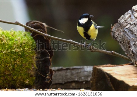 A small colourful garden bird standing on a small twig which is resting between two pieces of wood. The bird is looking to the right.