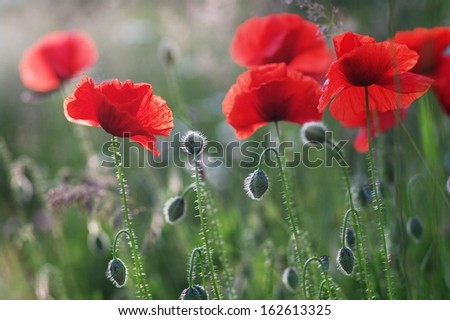 Red poppies and buds in summer field, close