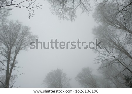 Bad weather, featureless and overcast  grey sky photography. Colorless frame of leafless tree crowns (tree canopy)and hoarfrost covered branches with blank dark winter sky background. 