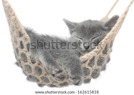 Cute gray kitten lying in hammock on a white background.