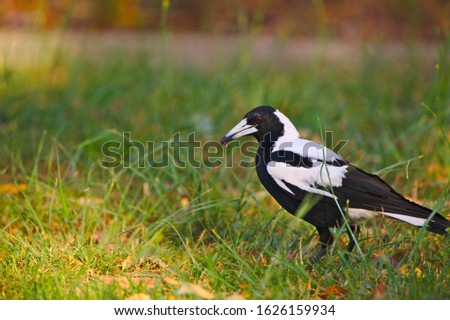 A Magpie With An Earwig In Its Beak