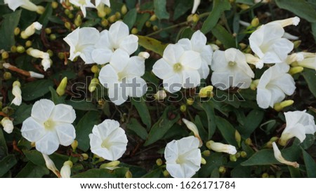Background image show  white morning glory flowers.