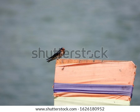 Swallow sitting on prow of long tail boat with colorful ribbons in Thailand. Pacific swallow (Hirundo tahitica) is a small passerine bird found in tropical southern Asia and south Pacific islands.
