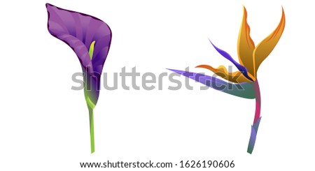 Purple Calla. Orange Strelitzia. Illustration. Isolated illustration element. Floral botanical flower. Wild leaf wildflower isolated. Exotic tropical hawaiian jungle.