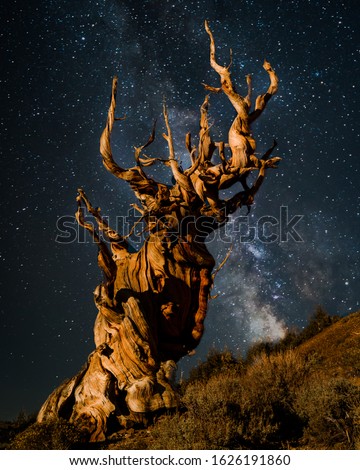 Ancient Bristlecone Pine tree at night under milky way Royalty-Free Stock Photo #1626191860