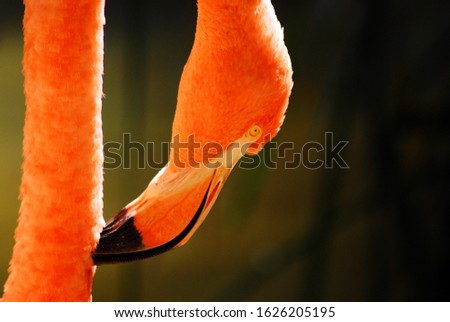 A pink flamingo prunes the feathers on its neck