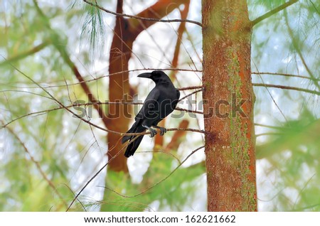 Crow on the branch tree
