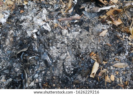 wood ashes after burn fire