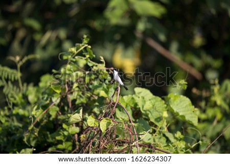 Adult Jerdon's bush chat, low angle view, side shot, in the morning under the beautiful light perching on top of the branch near the dam area in topical moist montane forest, northern Thailand.