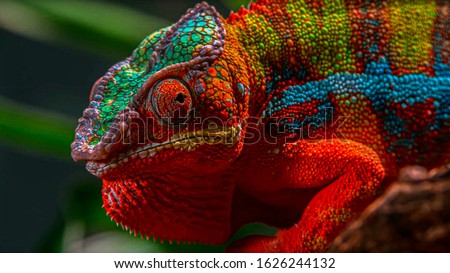 Adult male Ambilobe Panther Chameleon (Furcifer pardalis)