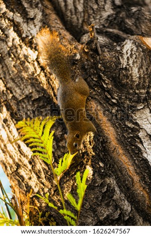 Squirrels are wild animals on trees.