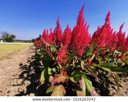 Red​ or​ pink​ flowers, background, blue sky, nature and flowers