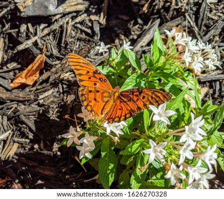 Beautiful butterfly on a plant