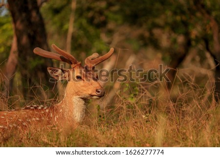 spotted deer in the tropical rain forest at mudumalai tiger reserve