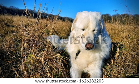 The picture shows a cute white dog narrowing his eyes. He is very peaceful and enjoys the sunny afternoon.