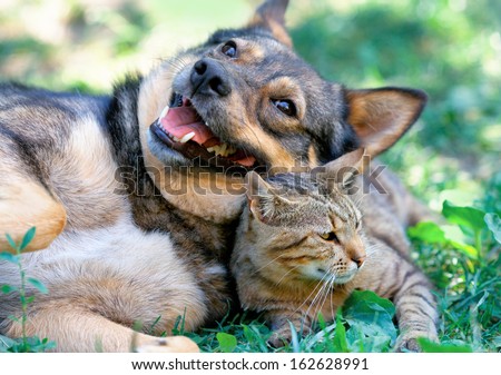 Dog and cat playing together outdoor Royalty-Free Stock Photo #162628991