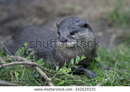 Amblonyx cinereus, Oriental small-clawed Otter, Asian small-clawed Otter