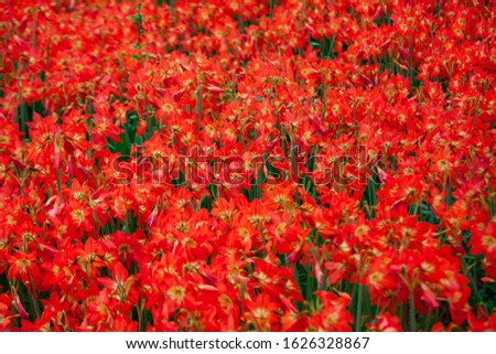 Beautiful red tulips in spring