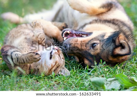 Dog and cat best friends playing together outdoor. Lying on the back together. Royalty-Free Stock Photo #162633491