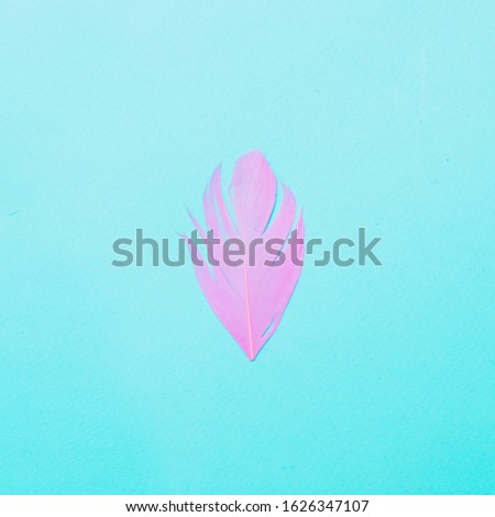 Pink feather are laid out on light bright blue background. Luxury minimal concept of 20s. 