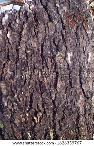 bark of pine tree texture