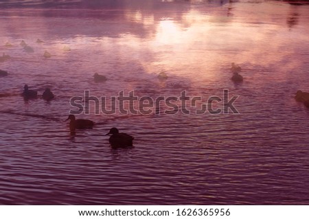 Dreamy picure of a sunset violet pond with ducks in the water. Mystic calm picture at foggy evening light for background collage illustration