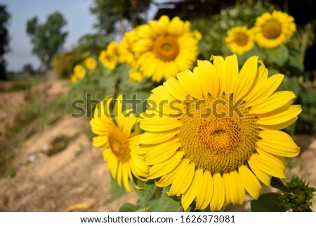 this pic show many sunflowers at garden with bluesky background