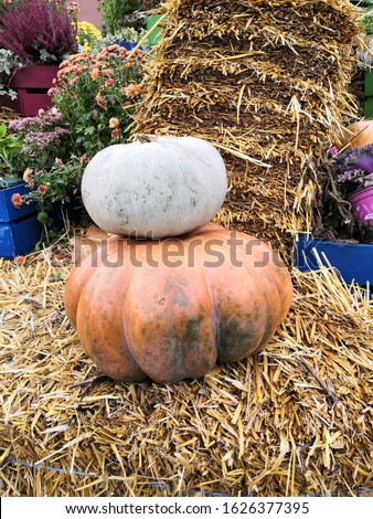 Composition of pumpkins for the harvest festival in October
