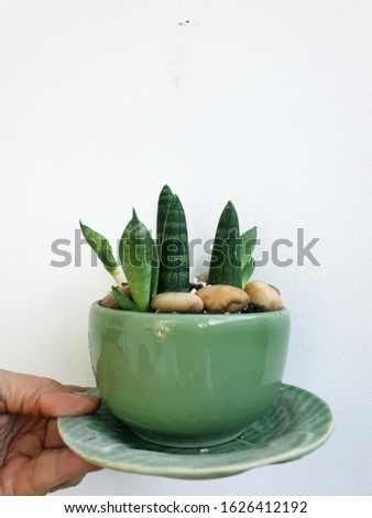 hand hold Sansevieria stuckyi plant in the green ceramic bowling green plate