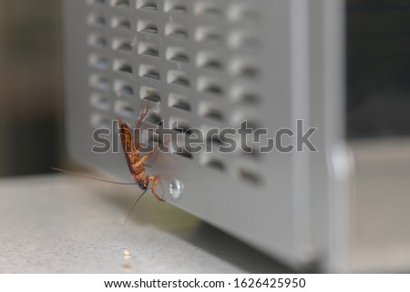 Cockroach in the kitchen at the back of a microwave oven