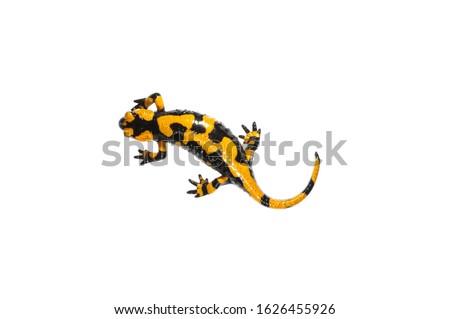 Fire salamander (Salamandra salamandra) on white background