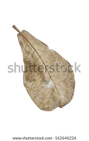 dry indian almond leaf