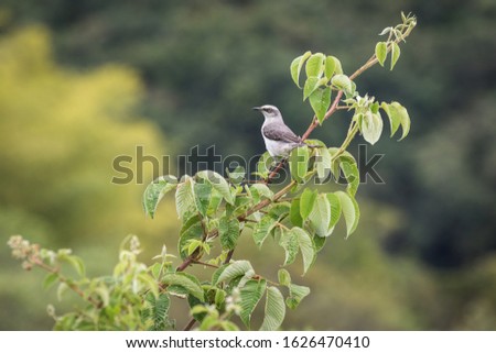 Tropical mockingbird on a fresh green leafy branch in Colombia South America 