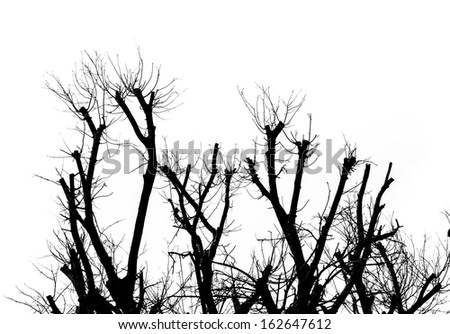 Dead tree in black and white