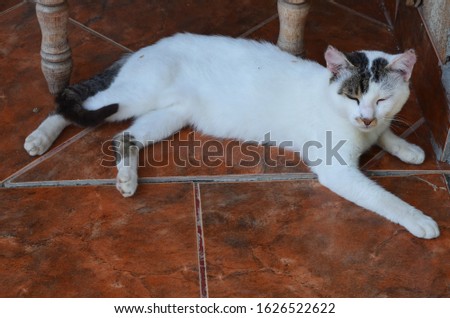 white cat with brown and grey patches