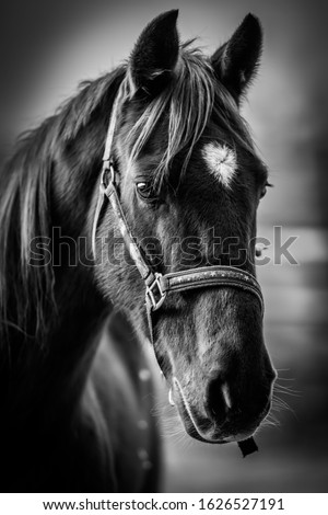 Black and white. Horse with white spot on his forehead
