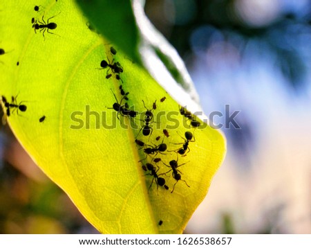 ant colony on a leaf