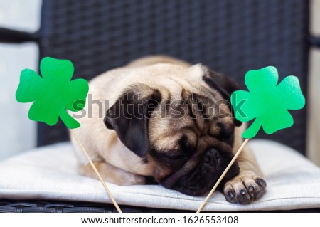 St. Patrick's Day dog pug with paper green clover.