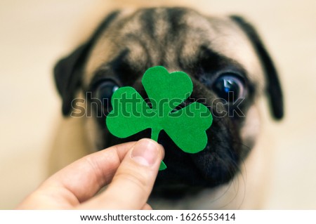 St. Patrick's Day paper green clover on the nose of a pug dog.