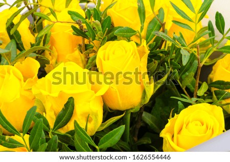 Bouquet of yellow roses in craft paper. Studio Photo