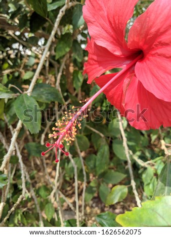 A good pic of hibiscus
