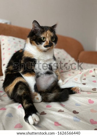 lazy tricolor fatty cat sitting on a sofa