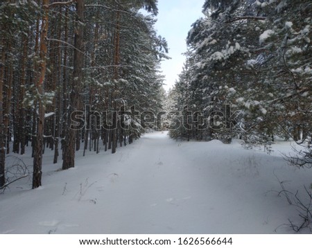 winter road in a coniferous pine forest swept by snow among dense rows of pines covered with snow