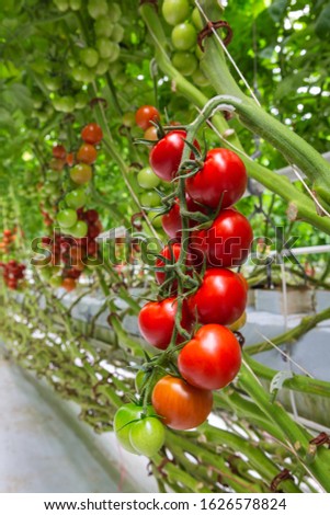 A bunch of red tomato in a greenhouse,  Industrial greenhouse to grow tomatoes. Royalty-Free Stock Photo #1626578824