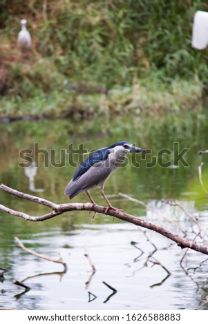 Blue Stork in an artificial lake.