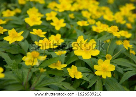 First flowers in springtime: Eranthis hyemalis. Eranthis hyemalis is a plant found in Europe, which belongs to the family Ranunculaceae. The plant is small, it has large, yellow, cup-shaped flowers. Royalty-Free Stock Photo #1626589216