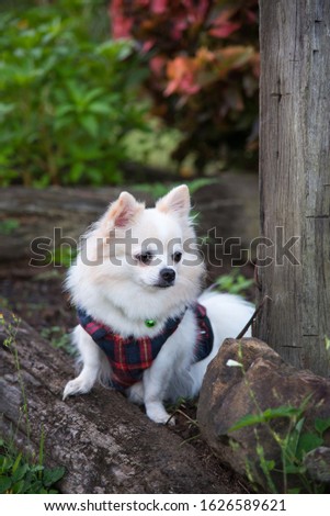 Long haired chihuahua sitting and waiting in garden.